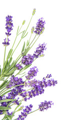 Lavender herb flowers white background Floral border