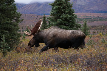 Beautiful wild moose bull in National park Denali in Alaska