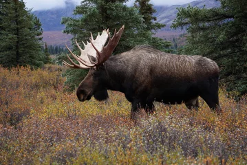 Schöner wilder Elchbulle im Nationalpark Denali in Alaska