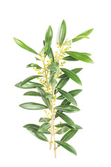 Green leaves olive tree isolated white background