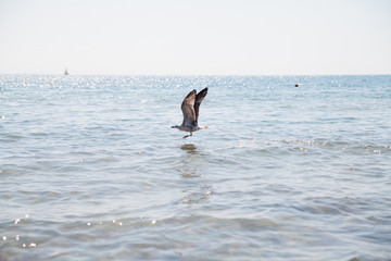 Obraz premium Seagull flying over the blue sea.