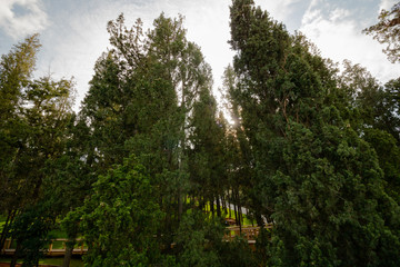trees in the forest