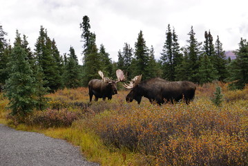 Beautiful wild moose bull in National park Denali in Alaska