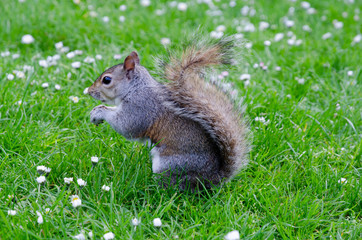 London city / England - May 2014: Squirrel in St. James Park