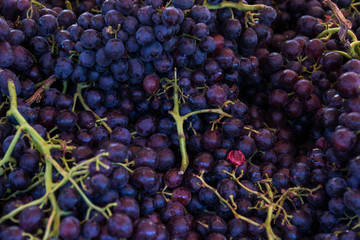 Rote Trauben vom Markt