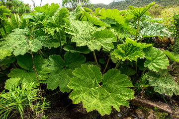 Closeup of plant Gunnera manicata, edemica of southern Brazil