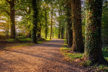 Fototapeta premium Forest path during sunset on a october afternoon (Almelo, Netherlands). The path lies in the Nijrees forest at the edge of Almelo in the Eastern Netherlands.
