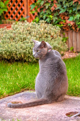 Gray cat sitting on iron cap in lawn garden, Leicester, England