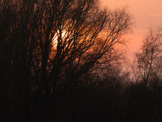 An atmospheric image of bare tree branches silhouetted against the setting sun and red sky.