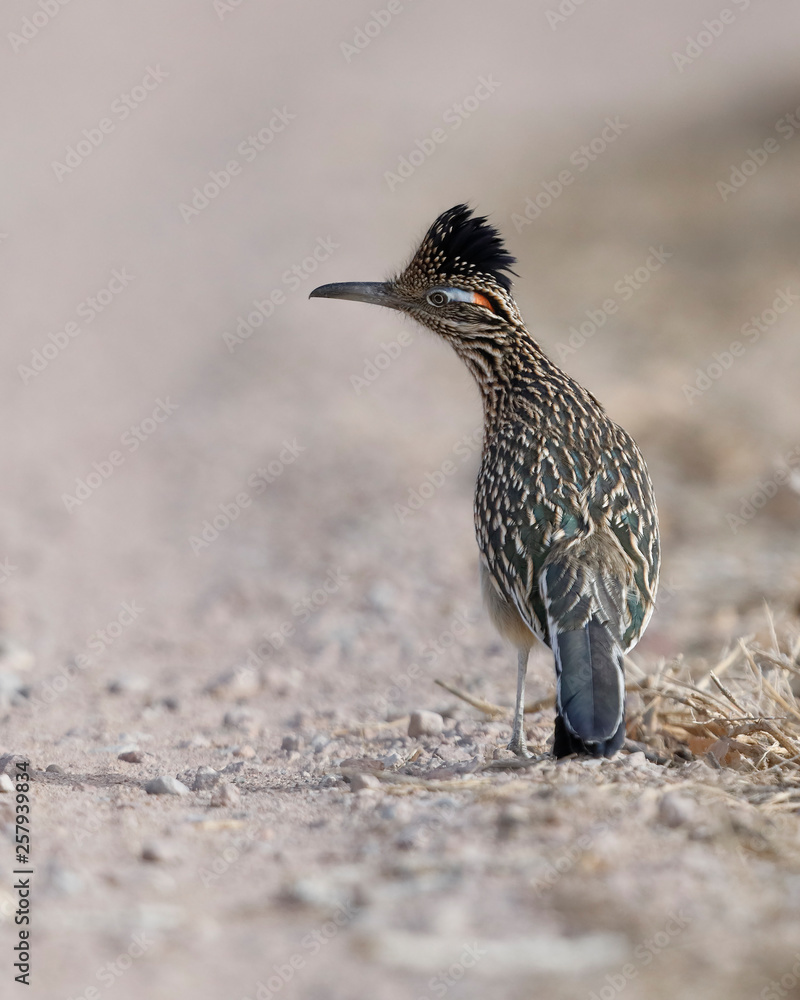 Wall mural greater roadrunner - new mexico