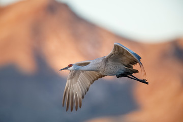 Sandhill Crane in flight - New Mexico