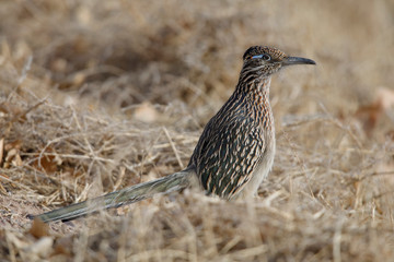 Greater Roadrunner - New Mexico