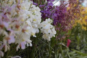 the orchid on blur background in the garden
