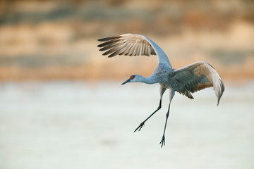 Sandhill Crane approaching for a landing - New Mexico