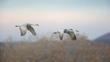 Sandhill Cranes in flight - New Mexico