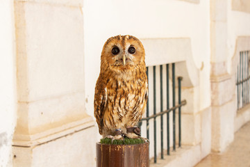 tawny owl (strix aluco)