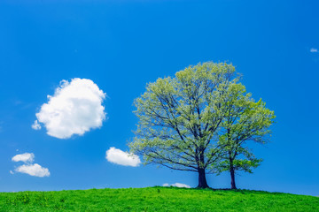 Fototapeta na wymiar 草原の木と雲