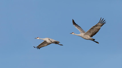 Fototapeta na wymiar Sandhill Cranes in flight - New Mexico
