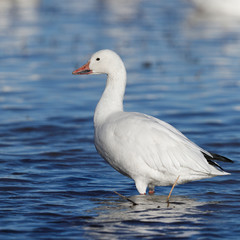 Snow Goose wading in a shallow lake