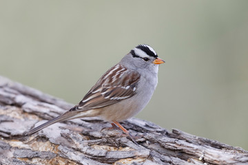 White-crowned Sparrow perched on a log - New Mexico