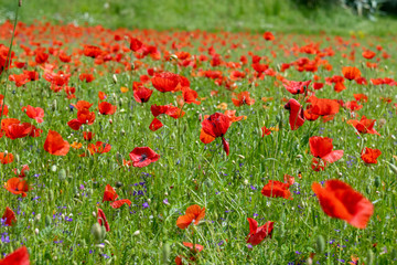 Poppy fields, Castelvecchio Pascoli, Barga, Italy