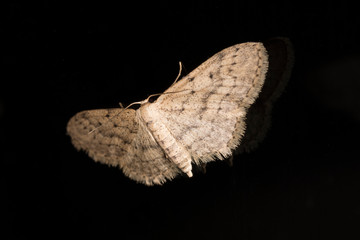 An Engrailed Moth (Ectropis crepuscularia) at night on a window with black background.