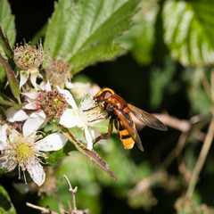 A hornet mimic hoverfly (Volucella zonaria) feeding on a bramble flower.