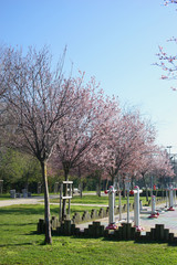 Flowering trees on the promenade in Kadikoy. District Moda. Istanbul. March 2019