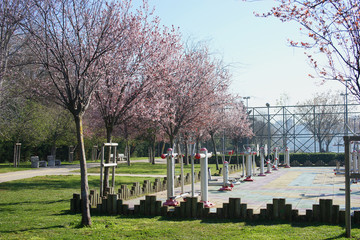 Flowering trees on the promenade in Kadikoy. District Moda. Istanbul. March 2019