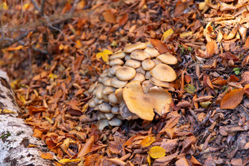 Sevenlakes National Park in Autumn Bolu Turkey. Yedigoller milli parkı