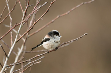 Obraz premium A long-tailed tit (Aegithalos caudatus) in a bare birch tree against a plain background. He is holding a feather to help build his nest.