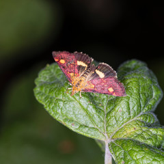 The tiny daytime  Mint Moth (Pyrausta aurata) on a leaf of the culinary Sandringham Mint plant against a dark background.