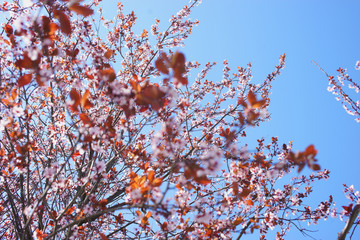 Flowering trees on the promenade in Kadikoy. District Moda. Istanbul. March 2019