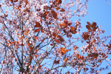 Flowering trees on the promenade in Kadikoy. District Moda. Istanbul. March 2019