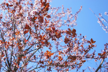 Flowering trees on the promenade in Kadikoy. District Moda. Istanbul. March 2019