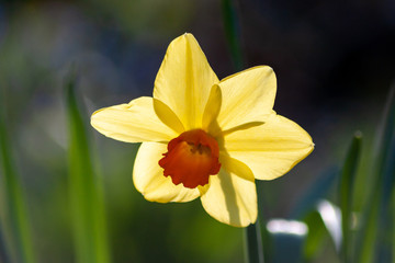 Bezaubernde orange-gelbe Narzisse leuchtet im frühlingsmorgenlicht