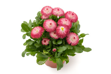 Gänseblümchen (Bellis perennis) © womue
