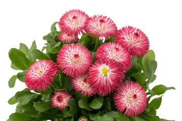 Gänseblümchen (Bellis perennis) © womue