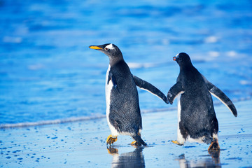 Gentoo penguins walking together on beach