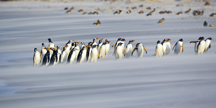 Gentoo penguins walk in a line on beach