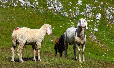 Naklejka premium Italy beauty, Dolomites, sheeps in national park Puez Geisler