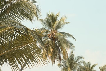 Fototapeta na wymiar Coconuts on a palm tree (Ari Atoll, Maldives)