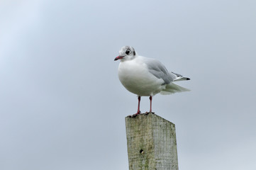 Gull standing on a wooden post by the sea