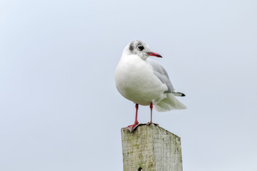 Gull standing on a wooden post by the sea