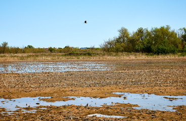 Basses d'en Coll - Pals, Platja de Pals, Massos de Pals, Torroella, Costa Brava, Girona. Rice harvesting field, country, meadow. Organic rice agriculture. Muddy puddle soil. Dirt water vegetation.