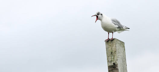 Obraz premium Gull standing on a wooden post by the sea