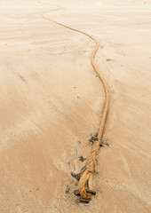 A boat mooring rope trailing snake-like in the sand on the beach.