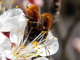 Fototapeta na wymiar bugs on white apricot blossom