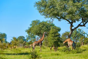 African savannah with giraffe