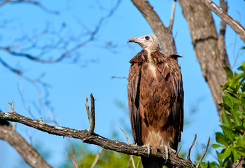 Hooded vulture